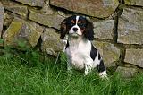 CAVALIER KING CHARLES 807